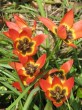 Tulipa Botanisch Little Princess